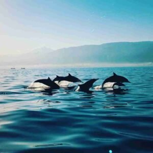Imgi North Dolphin