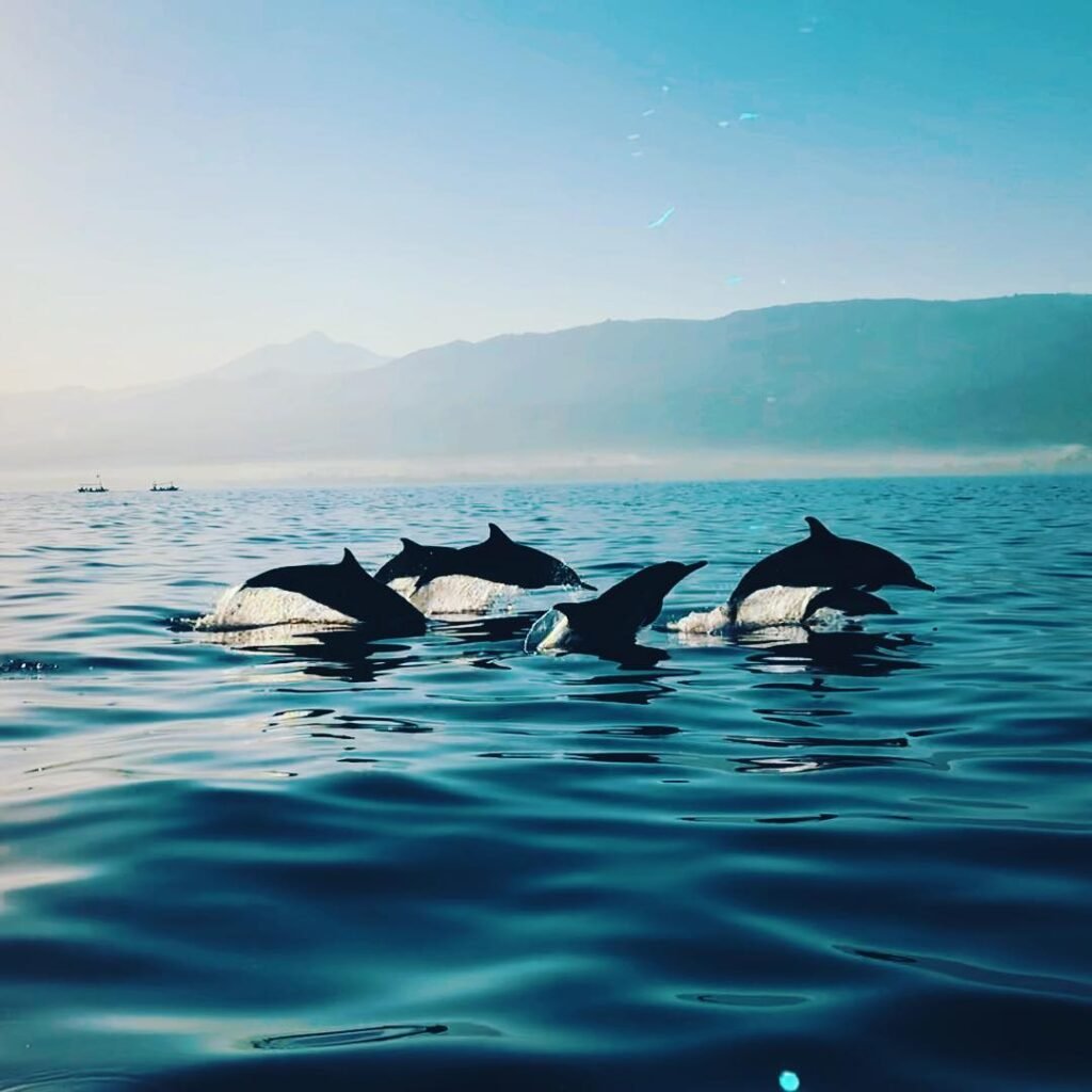 Wild dolphins swimming in the Bali Sea off the coast of Lovina.