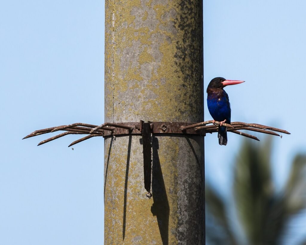 Javan kingfisher, Halcyon cyanoventris, perched on a branch in Bali