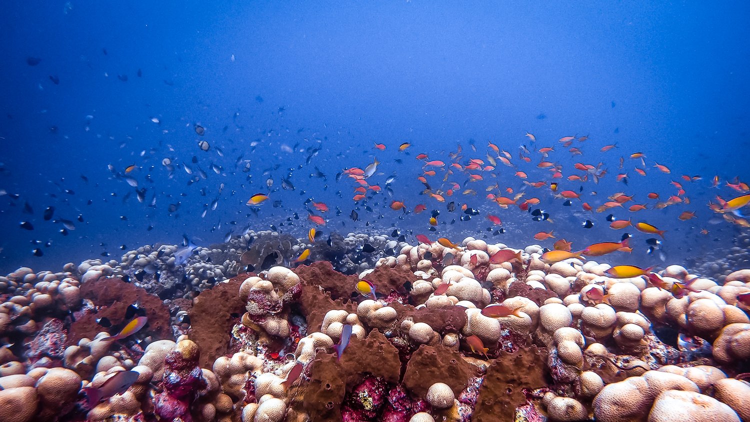 Hard coral and anthias on the Bukti house reef